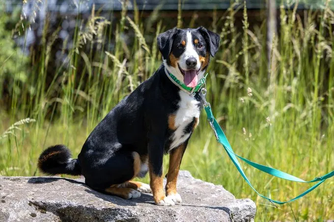 Dog from shelter, Sir Lancelot | Tricolor Appenzeller Sennenhund Male
