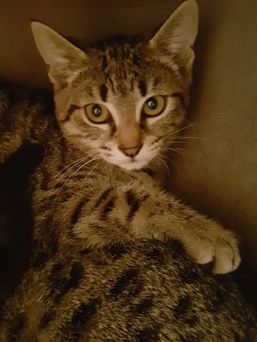 Theresia - EKH zur Adoption