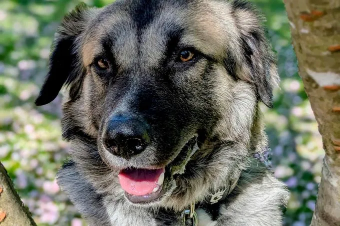Kai - mischling zur Adoption