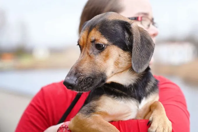 Dog from shelter, Dackel Mischlinge | Dackel Mischlinge