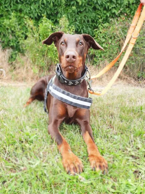 Dog from shelter, Toffi | Dobermann Female