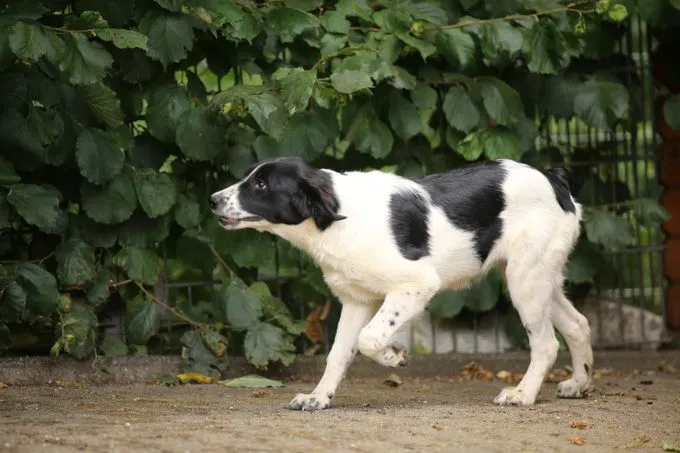 Dog from shelter, Cleo | Schwarz Weiß Mischling Female