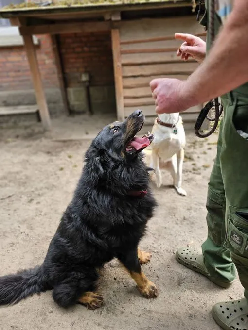 Dog from shelter, Ares | Schwarz Braun Berner Sennenhund Schäferhund Mix Male