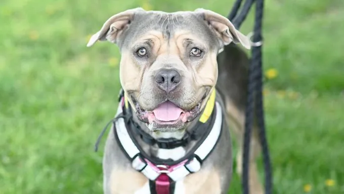 Hund aus Tierheim, Leyla | American Bulldog Weiblich