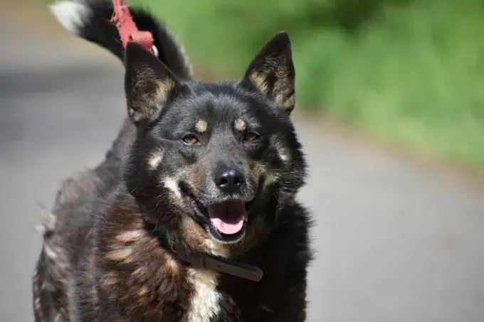 Dog from shelter, Brianna | Schwarz Braun Mischling Female