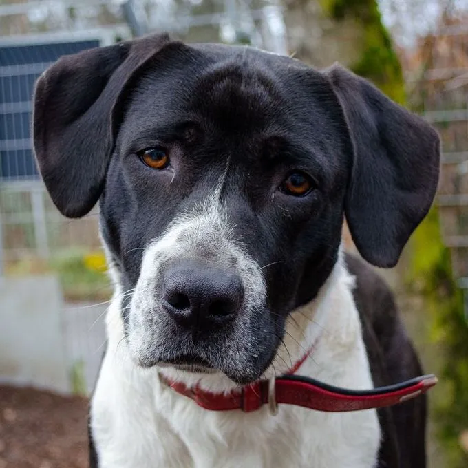 Hund aus Tierheim, Lani | Weiß Und Schwarz Mischling Weiblich