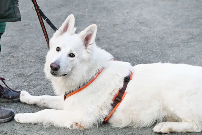 Dog from shelter, Sirius | Berger Blanc Suisse Male