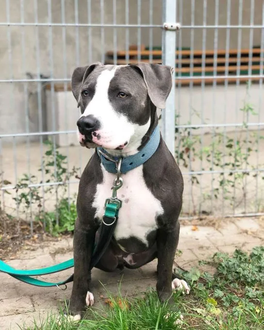 Dog from shelter, Paco | Staffordshire Mix Male