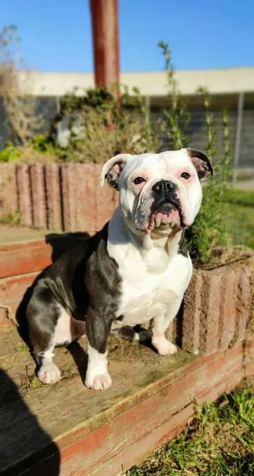 Panda - Englische Bulldogge zur Adoption