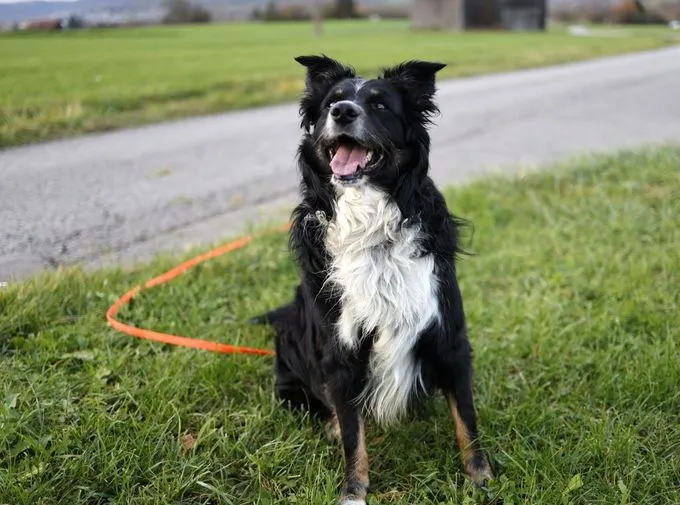 Dog from shelter, Merlin | Tricolor Australian Shepherd Male
