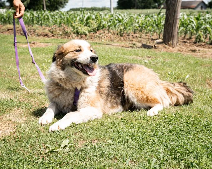 Sunshine - mischling zur Adoption