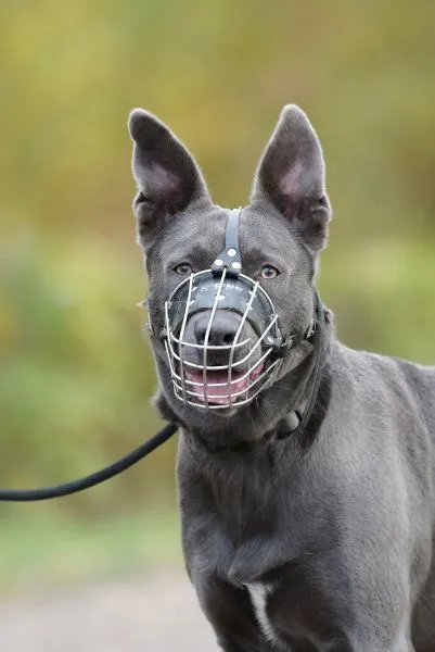 Dog from shelter, Ken | Malinois Staffordshire Terrier Mix Male