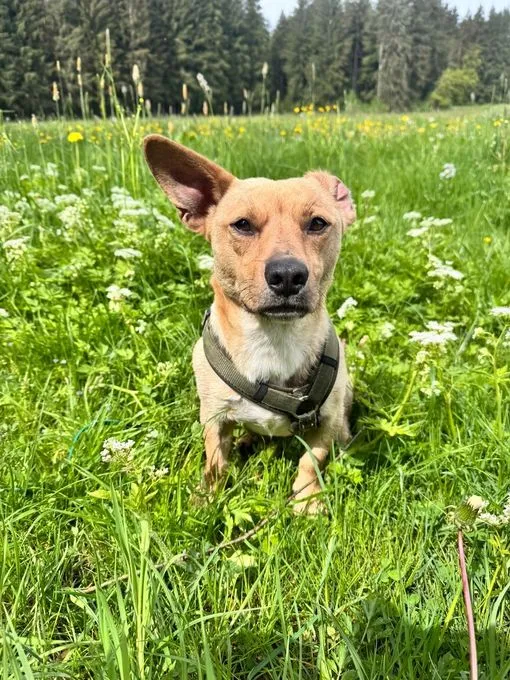 Vader Skywalker - mischling zur Adoption