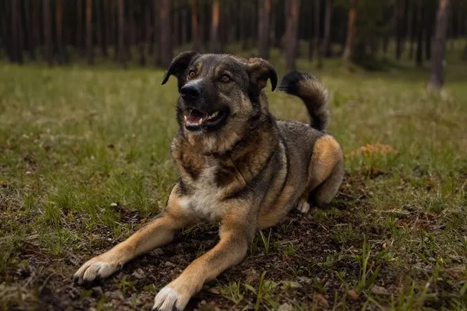 Dog from shelter, Speedy | Braun Schwarz Weiß Mischling Male