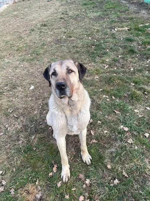 Dog from shelter, Moritz | Kangal Kaukasier Male