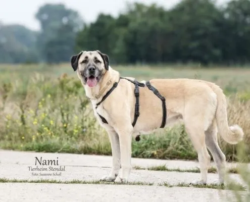 Dog from shelter, Nami | Kangal Hirtenhund Mix Female