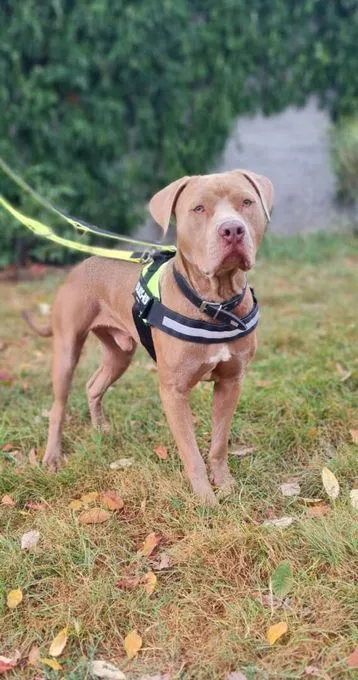 Dog from shelter, Kurtis | Staffordshire Terrier Male