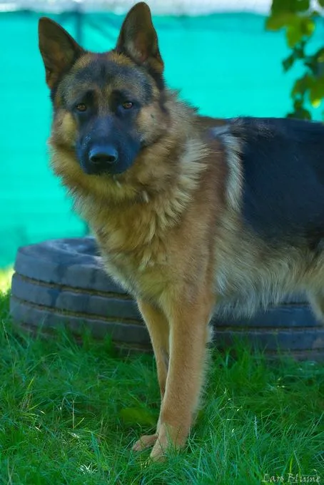 Dog from shelter, Socke | Schwarz Gelb Deutscher Schäferhund Male
