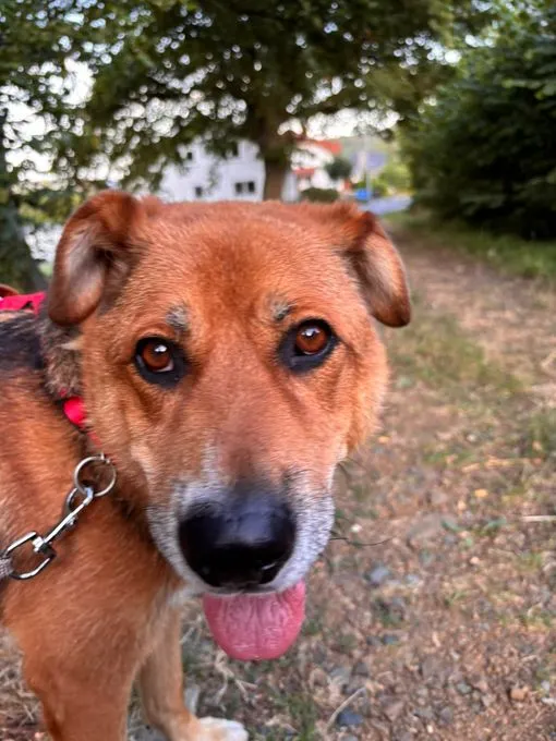 Maverick - mischling zur Adoption