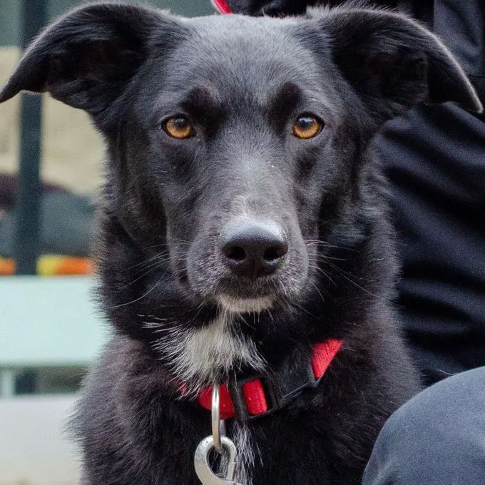 Hund aus Tierheim, Marie | Schwarz Mischling Weiblich