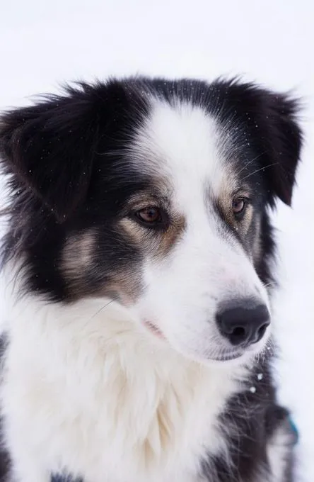 Bella sucht aktives Zuhause - Hütehund-Mix zur Adoption