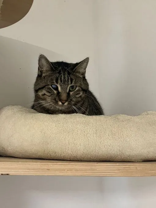 Katze aus Tierheim, Ela Mau M | Europäisch Kurzhaar Weiblich