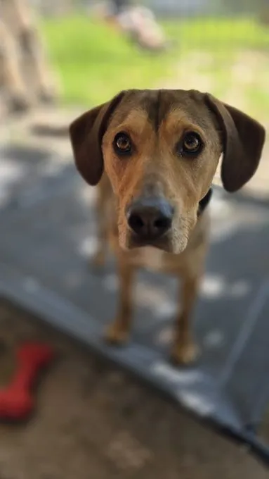 Dog from shelter, Fred Möchte Raus Und Lernen | Braun Mischling Male