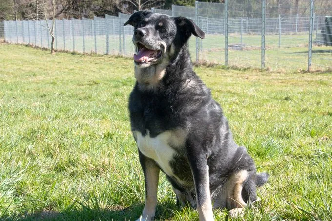 Dog from shelter, Tyson | Grau Schwarz Appenzeller Mischling Male