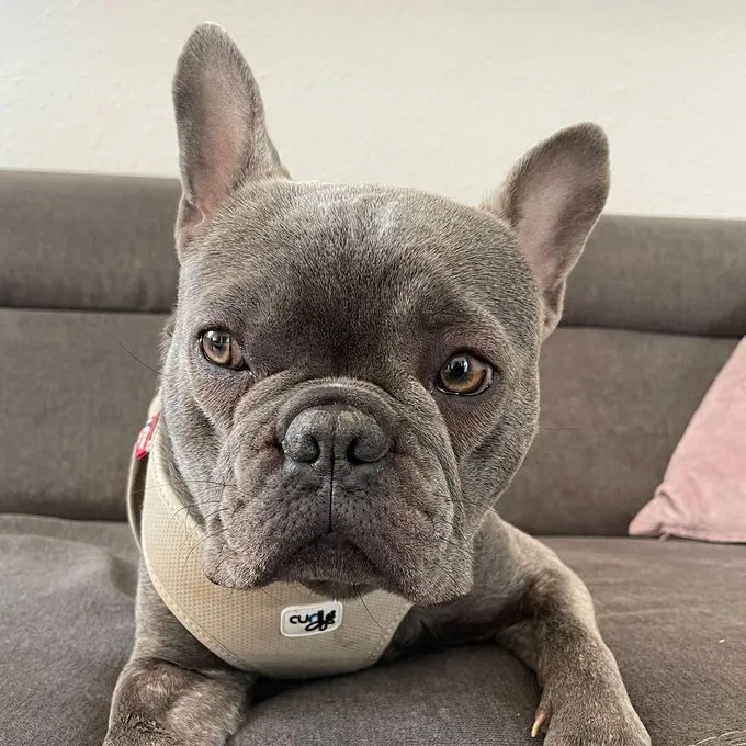 Dog from shelter, Bruno | Grau Französische Bulldogge Male