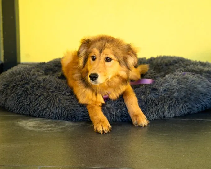 Laya - mischling zur Adoption