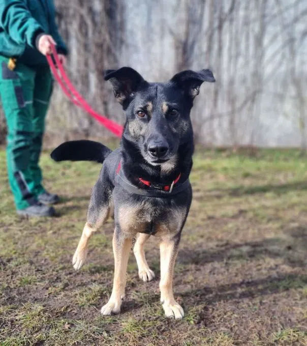 Dog from shelter, Corny | Schäfernhund Mix Male