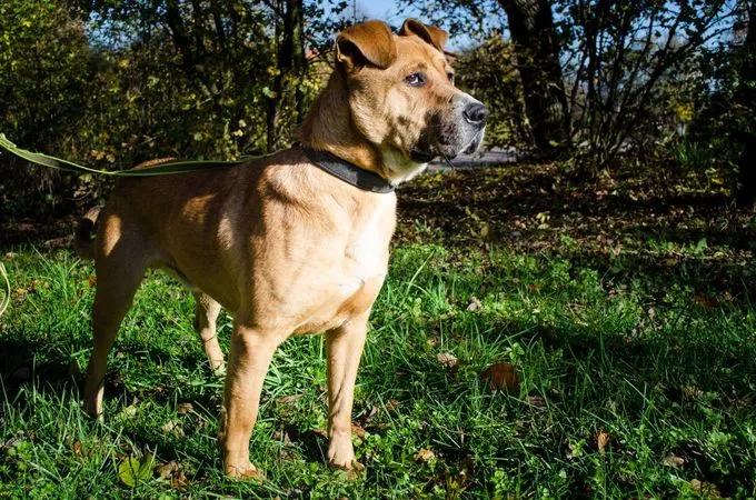 Dog from shelter, Liero | Blond Mischling Male