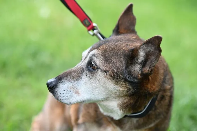 Dog from shelter, Dieter | Schäferhund Mix Female