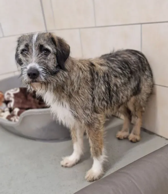Herbi - mischling zur Adoption