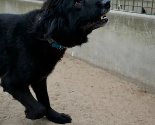 Dog from shelter, Benni | Kaukasen Mix Male