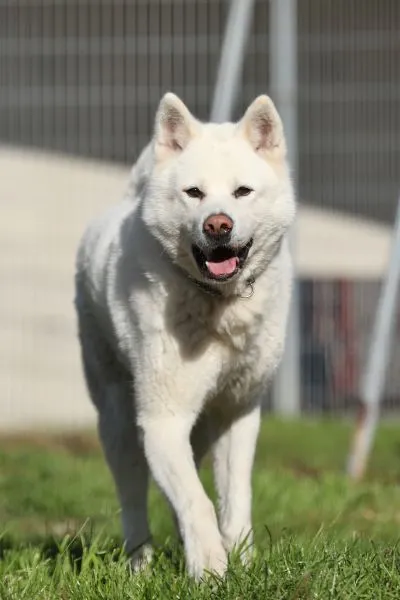 Hund aus Tierheim, Akio | Akita Inu Männlich