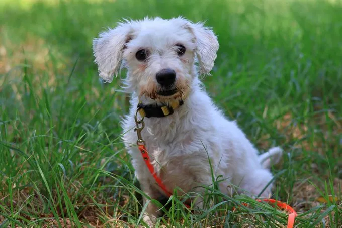 Raffaello - mischling zur Adoption