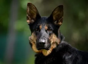Dog from shelter, Aska | Schäferhund Female