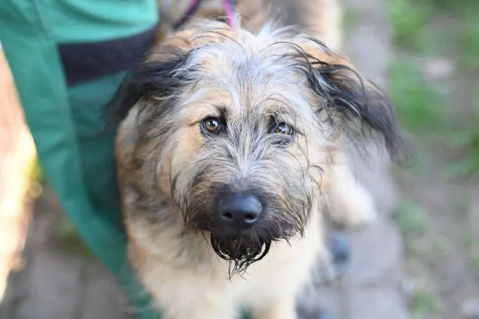 Dog from shelter, Grisu | Mischling Female