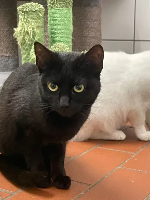 Cat from shelter, Doxy | Doxy Ehk Female