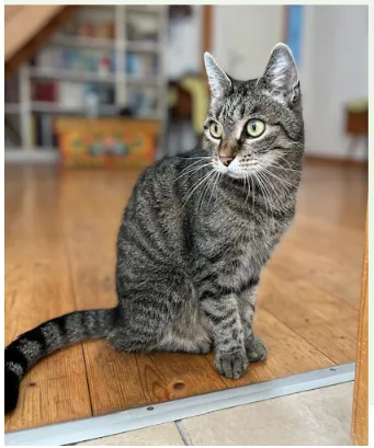 Cat from shelter, Fleur | Grau Getigert Ekh Female