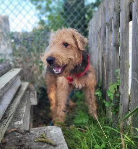 Dog from shelter, Balu | Airedale Terrier Male