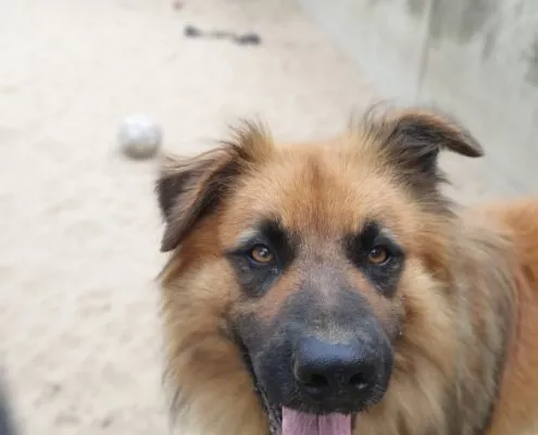 Dog from shelter, Spike | Hütehund Mix Male