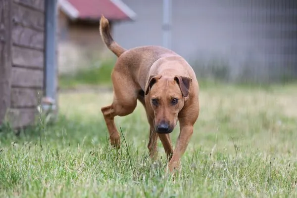 Dog from shelter, Gustav | Heideterrier Male