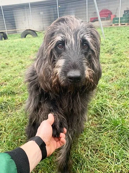 Hund aus Tierheim, Woody | Riesenschnauzer Mix Männlich