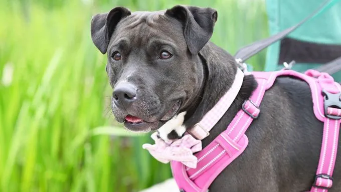 Lisa - Labrador-Mix zur Adoption