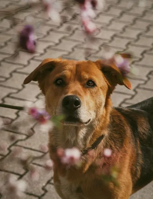 Luna - schaeferhund-mix zur Adoption