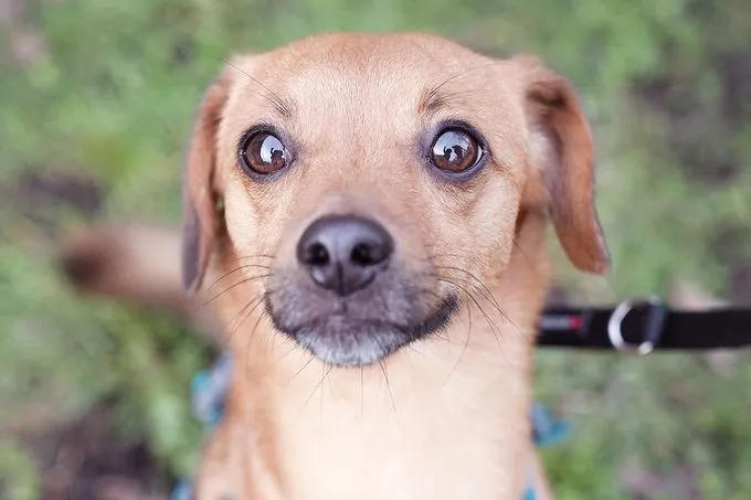 Dog from shelter, Pepe | Terrier Mix Male
