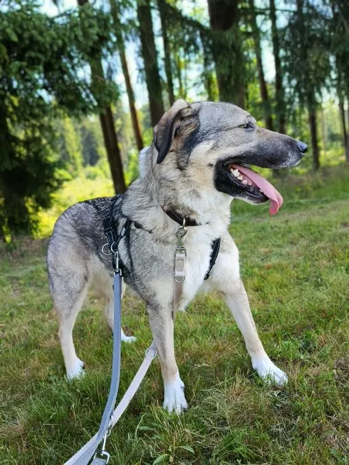 Dog from shelter, Roxy | Grau Schwarz Mischling Female