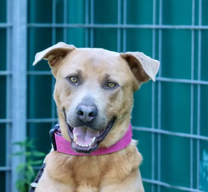 Dog from shelter, Jankee | Braun Mix Male